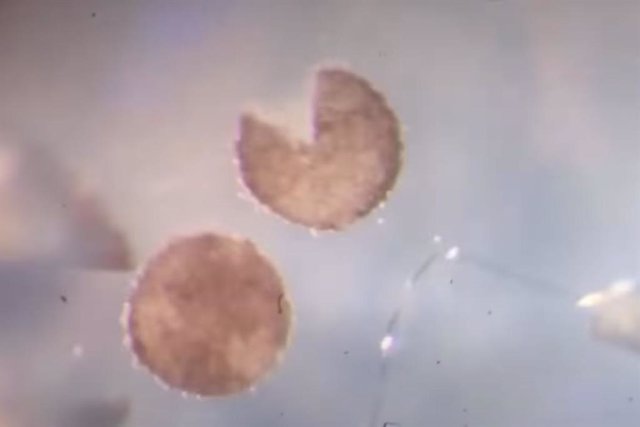Hechos de células de rana, estos organismos diseñados por computadora reúnen células individuales dentro de una "boca" en forma de Pac-Man y liberan "bebés" de Xenobot que se ven y se mueven como ellos mismos.