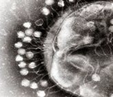 Foto: Investigadores del CSIC analizan la utilización de bacteriófagos para hacer frente a la resistencia a los antibióticos