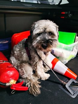 El perro herido en Alboraia tras sufrir un atropello