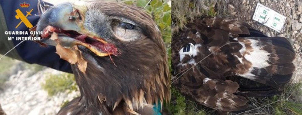 La Guardia Civil de Albacete detiene a una persona por un delito relativo a la protección de la flora, fauna y animales domésticos