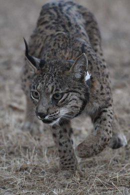 Un ejemplar de lince ibérico.