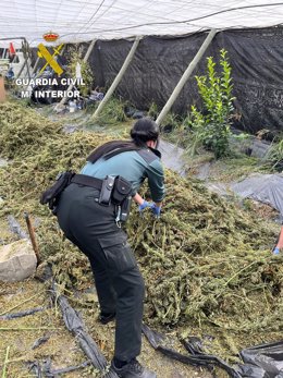 Plantas de marihuana intervenidas por la Guardia Civil