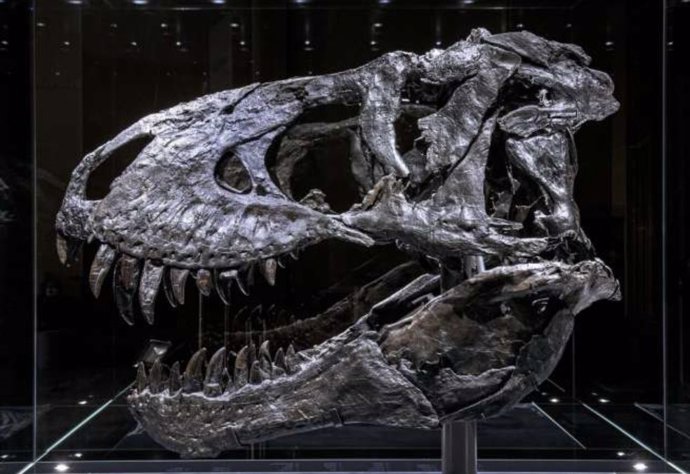 El cráneo de Tyrannosaurus rex Tristan Otto que fue examinado por investigadores.