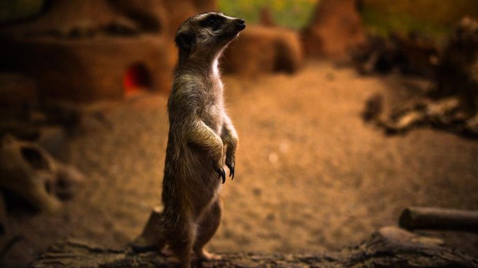Archivo - Un suricata en un zoo.