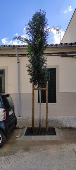 Uno de los nuevos árboles plantados en el barrio del Vivero.