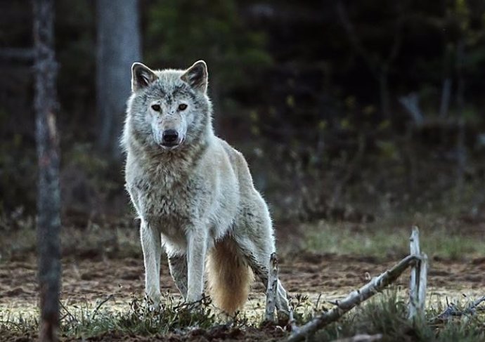 El lobo noruego-sueco probablemente se haya ido para siempre. La población actual desciende de los lobos finlandeses que emigraron después de que exterminamos a nuestros propios lobos hace unos 50 años.