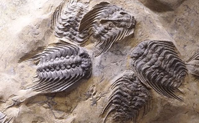 El trilobite, Selenopeltis se extinguió en la extinción masiva del Ordovícico