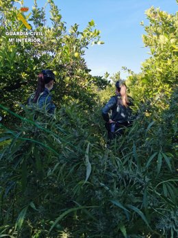 La Gurdia Civil deté dos persones per un delicte de cultiu i elaboració de drogues en la localitat de Xtiva