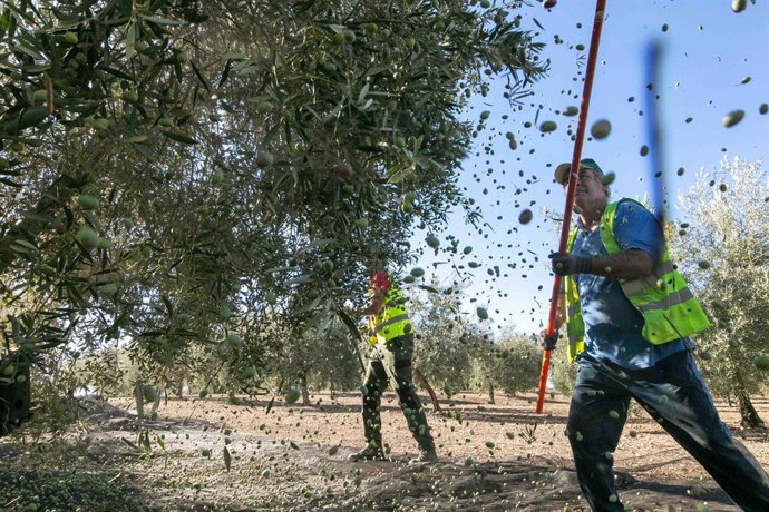 Recogida de acietuna en el Parque Natural de la Sierra de Andújar