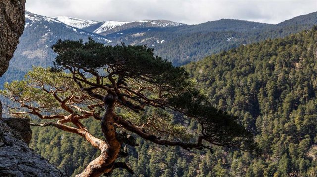 El Organismo Autónomo Parques Nacionales adquiere más de 2.000 hectáreas del Pinar de los Belgas, en Rascafría (Madrid), junto al Parque Nacional de la Sierra de Guadarrama.