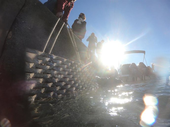 Instalació de los microarrecifes en el Port Esportiu Marina de Palamós (Girona)