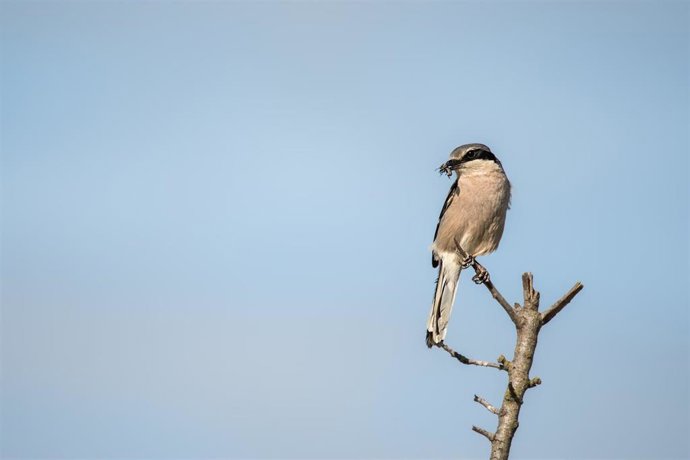 Archivo - Un alcaudón real