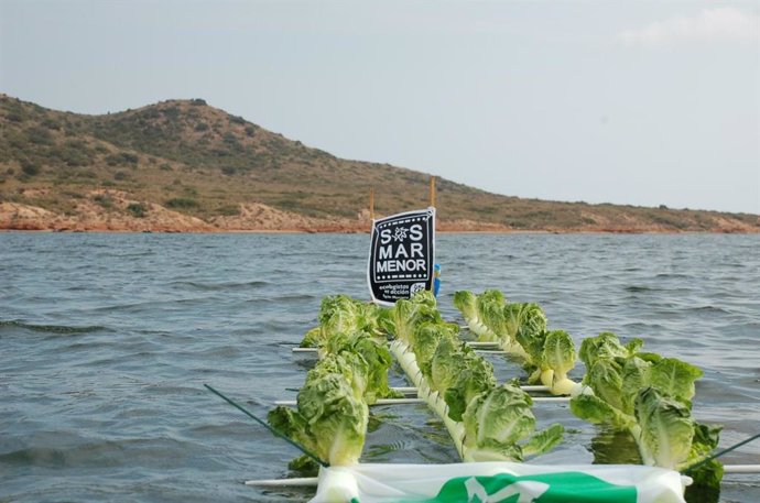 Archivo - Plantación de lechugas en el Mar Menor como protesta contra la contaminación por nitratos y fosfatos