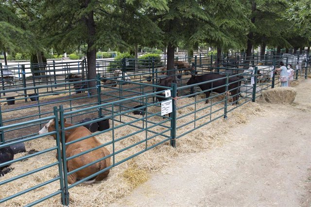 Archivo - Varias vacas de distintos tipos, durante una muestra de ganadería celebrada en El Escorial, Madrid