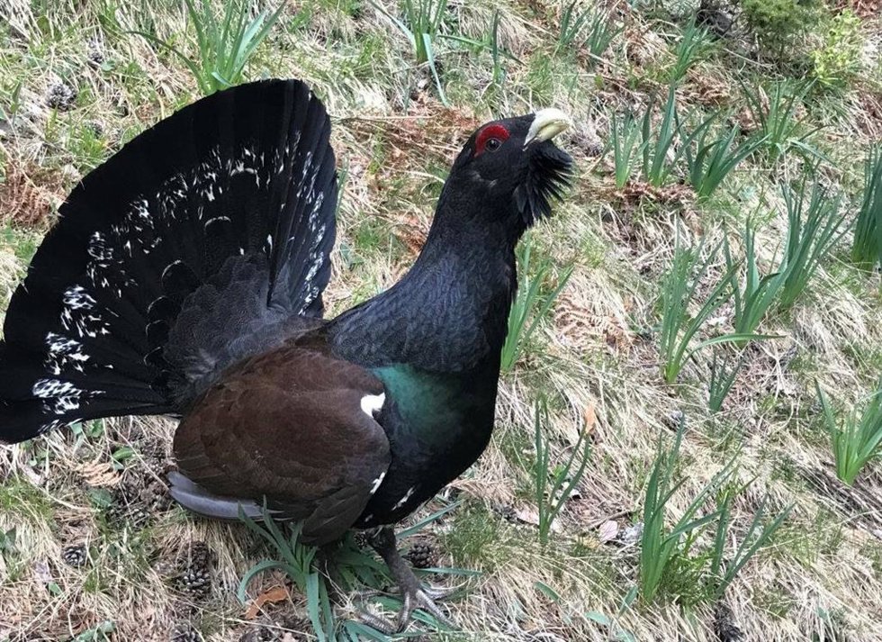 Archivo - Urogallo, especie en peligro de extinción en el Pirineo