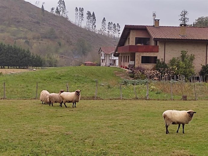 Ovejas en Bizkaia