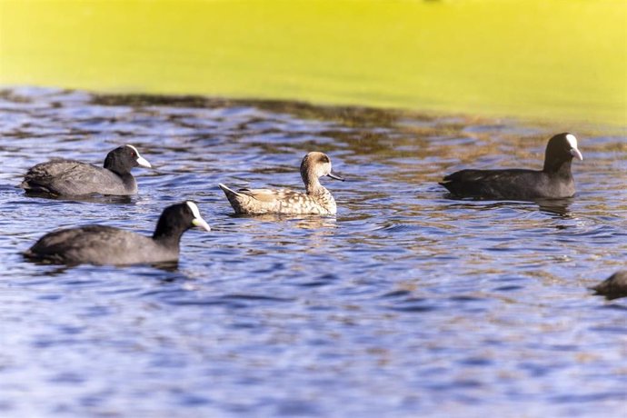 Cercetas pardillas en las lagunas artificiales del Paisaje Protegido de la Desembocadura del río Mijares