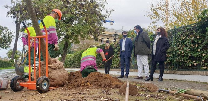 El Ayuntamiento adelanta la recogida de naranja amarga en la ciudad y la generalizará el 13 de diciembre