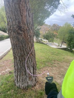 El Ayuntamiento aplica tratamientos de endoterapia en el arbolado para "vacunar" a 4.500 árboles
