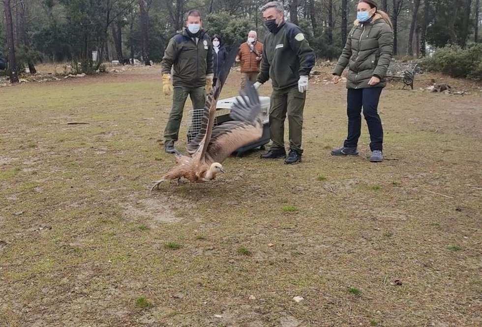 Suelta de un buitre leonado recogido en el casco urbano de Jaén el 7 de octubre.
