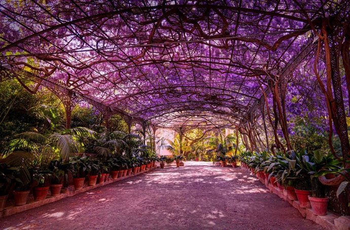Cenador de hierro cubierto de glicinias del Jardín Botánico de La Concepción de Málaga capital