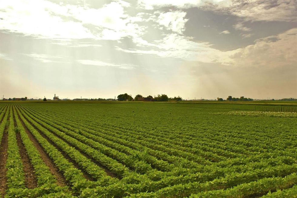 Campo de cultivo. Foto de archivo.