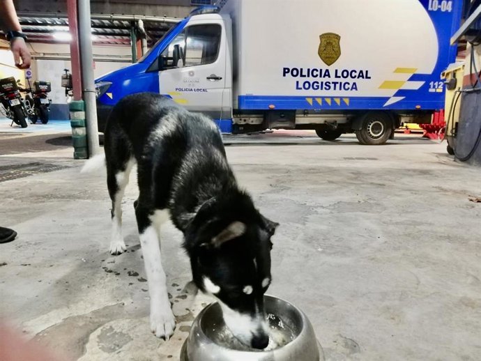 Thor, perro respuntamente maltratado en Bajamar y que ha sido entregado a una protectora de animales