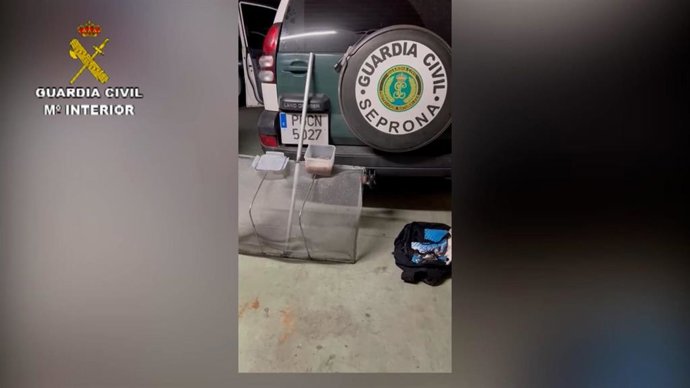 Marisco ilegal intervenido por la Guardia Civil en la provincia de A Coruña.