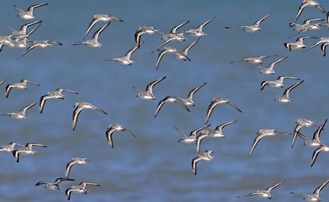 Una bandada de sanderlings (Calidris alba), un ave playera migratoria de larga distancia, que puede beneficiarse de tener un color más claro para evitar el sobrecalentamiento durante la migración.