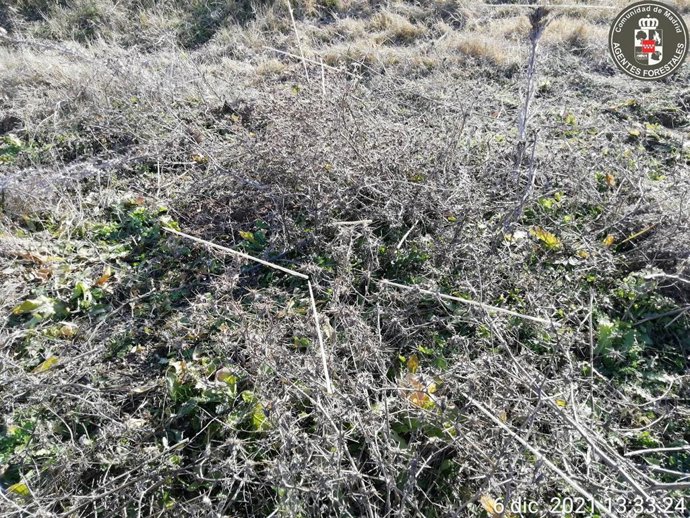 Varetas en la vegetación impregnadas con liga, una sustancia adhesiva