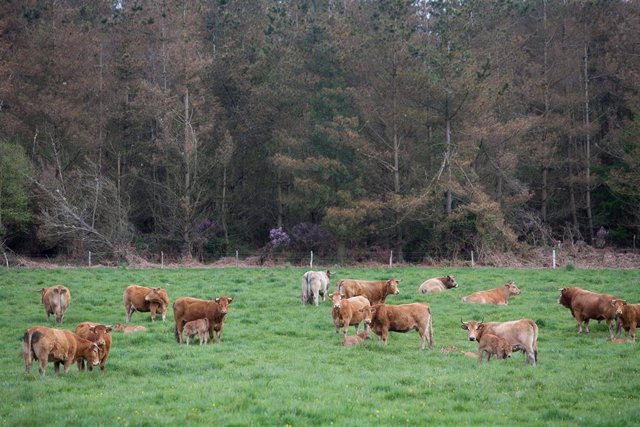 Archivo - Un rebaño de vacas pasta frente a un gran bosque de pino en Candaido, A Fonsagrada a 22 de abril de 2021, en Lugo, Galicia (España). La moratoria para la plantación de eucalipto entrará en vigor en mayo, para acelerar se está procediendo a la ta
