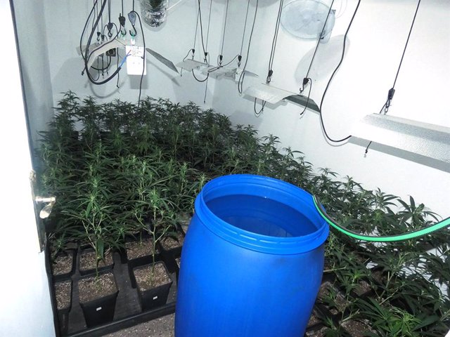 Les plantes de marihuana intervingudes en un pis de Terrassa