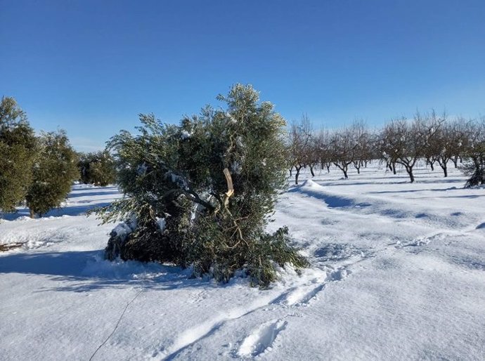 El Govern invierte un millón a recuperar olivos afectados por el temporal Filomena