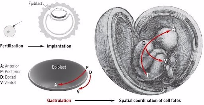 Vista esquemática de cómo un embrión humano adquiere la coordinación espacial de los tipos celulares primarios a través de la gastrulación