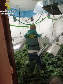 Imagen de la plantación