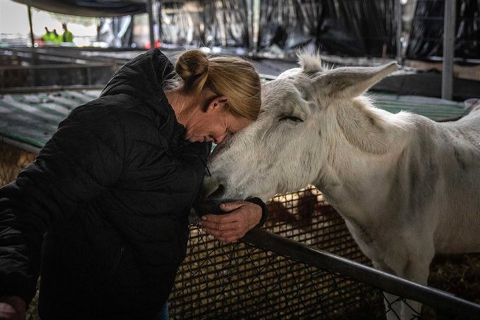 Archivo - Annabel saluda a su burro Sancho, en el centro de acogida temporal para animales de granja de El Paso