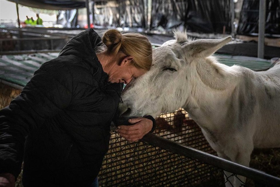 Archivo - Annabel saluda a su burro Sancho, en el centro de acogida temporal para animales de granja de El Paso