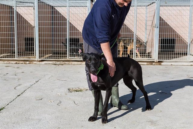 Archivo - La Diputación de Zaragoza busca un hogar para los 70 perros que acoge su centro de protección animal.