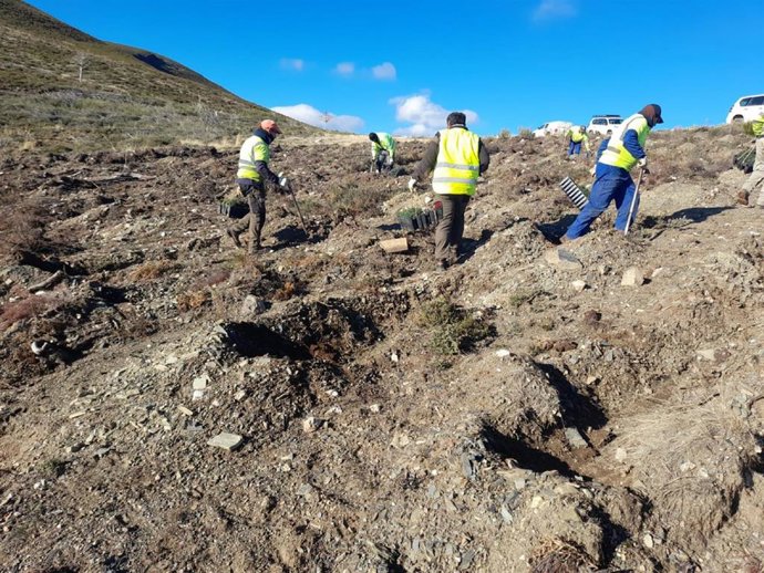 Labor de restauración de montes