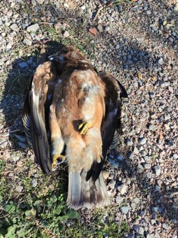 Ejemplar electrocutado