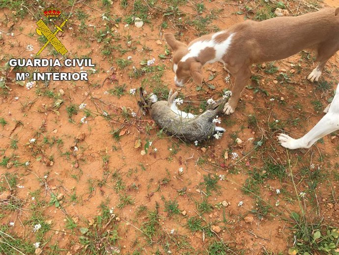 Archivo - Investigadas tres personas por ejercer de manera furtiva la caza en Valdilecha