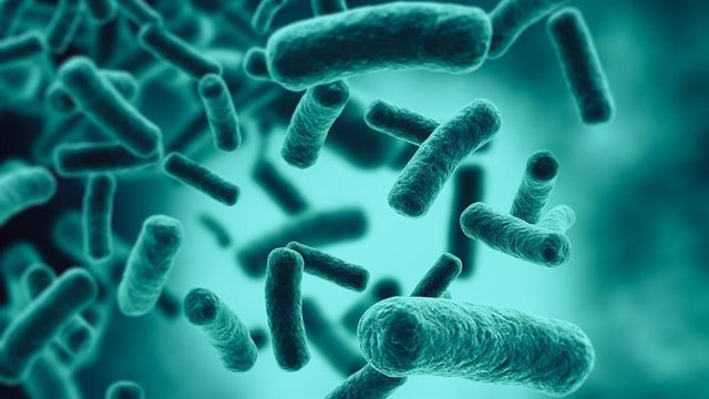 Las bacterias que viven en el intestino conforman la microbiota natural de los seres vivos.