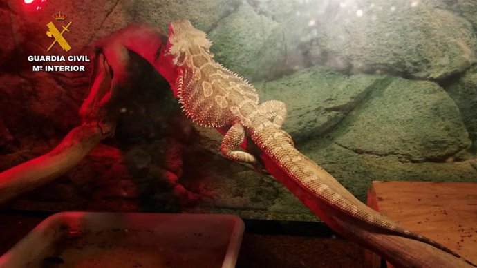 Imagen de una de las especies encontradas.