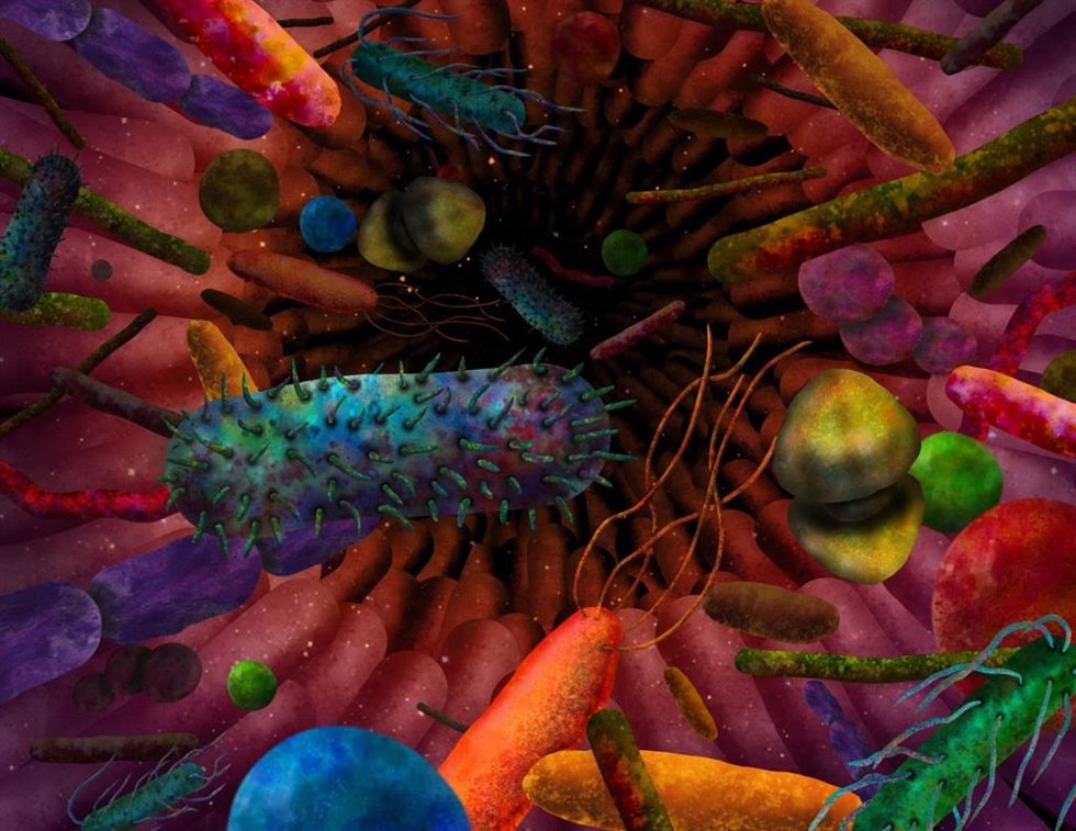 Archivo - Ilustración de bacterias intestinales
