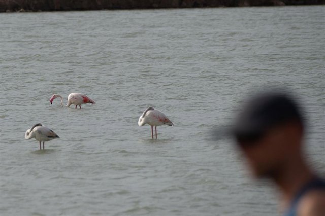 Archivo - Un grupo de flamencos en las Salinas del Mar Menor, en San Pedro del Pinatar, a 9 de agosto de 2021, en Murcia (España). Estas aves han sido liberadas, después de recuperarse de diversas lesiones en el Centro de Recuperación de Fauna Silvestre d