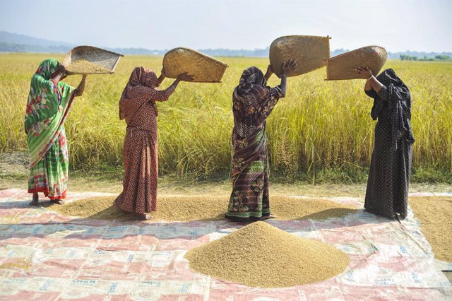 27 November 2021, Bangladesh, Sylhet: Villagers in the Panthumai area processed paddy rice that they harvested. Photo: Md Rafayat Haque Khan/ZUMA Press Wire/dpa