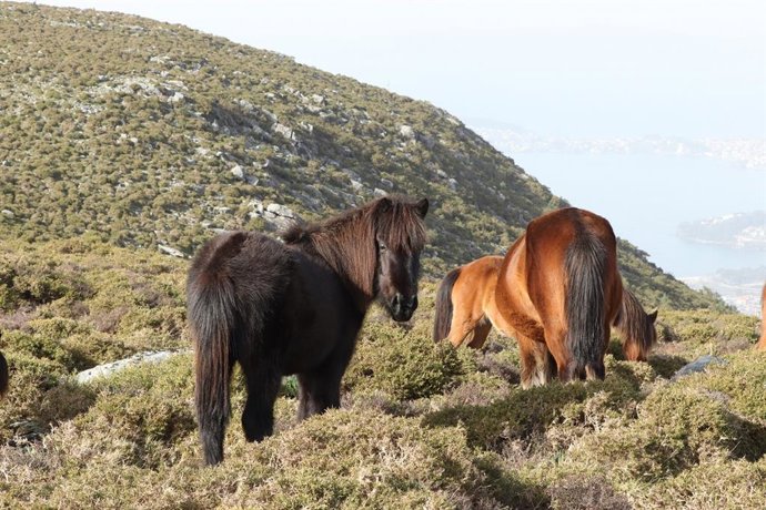 Caballos salvajes en Galicia