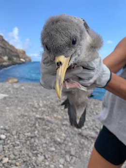 Pardela cenicienta rescatada en Tenerife