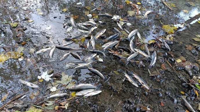 Peces muertos en el río Pícaro.