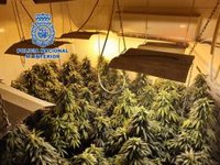 Cuatro detenidos de una familia tras intervenir más de 500 plantas de marihuana en casas de Almería